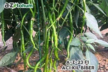 A-Z-23 F1 Acı Kıl Biber
