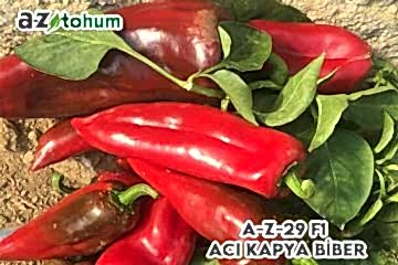A-Z-29 F1 Acı Kapya Biber