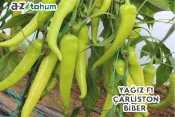 YAĞIZ F1 Çarliston Biber