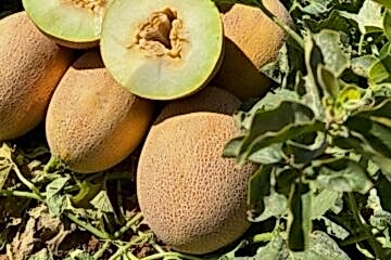 ZEHRA F1 Galya Kavun (Ananas Tip)(A-Z-87)
